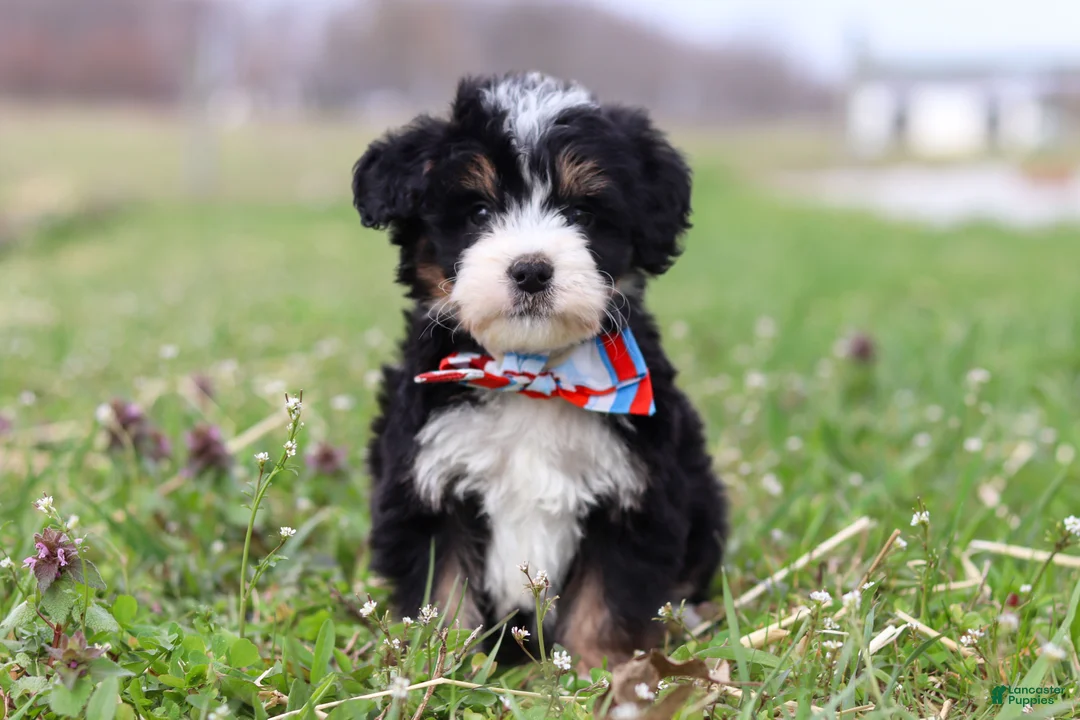 Mini Bernedoodle dogs for sale: Tyler - Ad 1