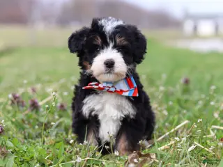 Mini Bernedoodle dogs for sale: Tyler - Ad 1