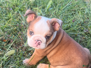 English Bulldog dogs - Ad 42