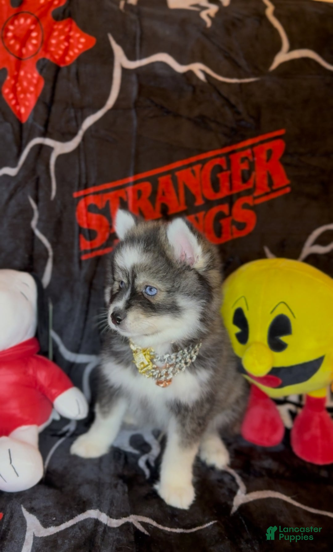 Pomsky dogs for sale: Loki (Mini Pomsky Pup) will be less than 10lbs - Ad 6