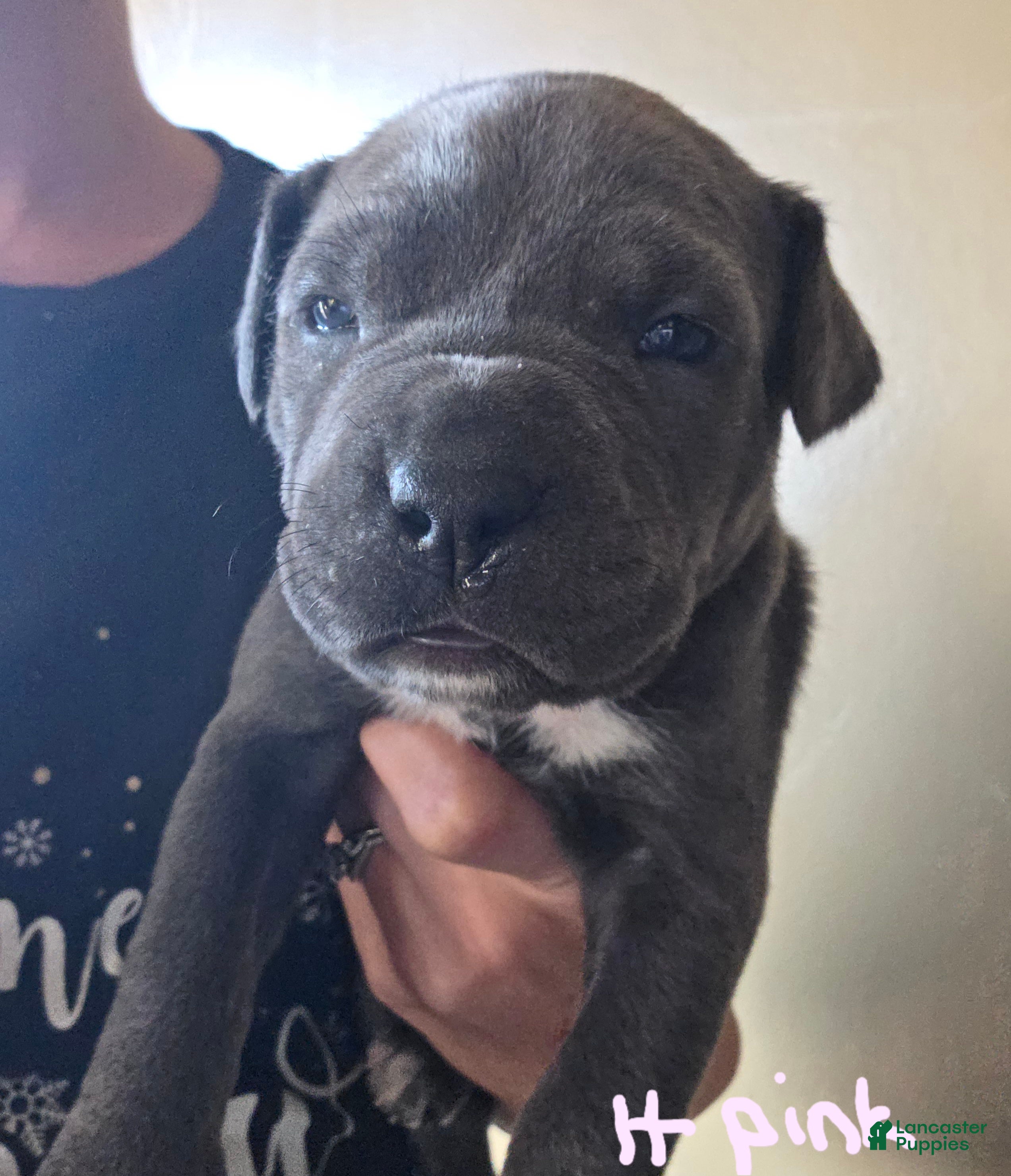 Mixed Breed dogs Athena - Ad 42