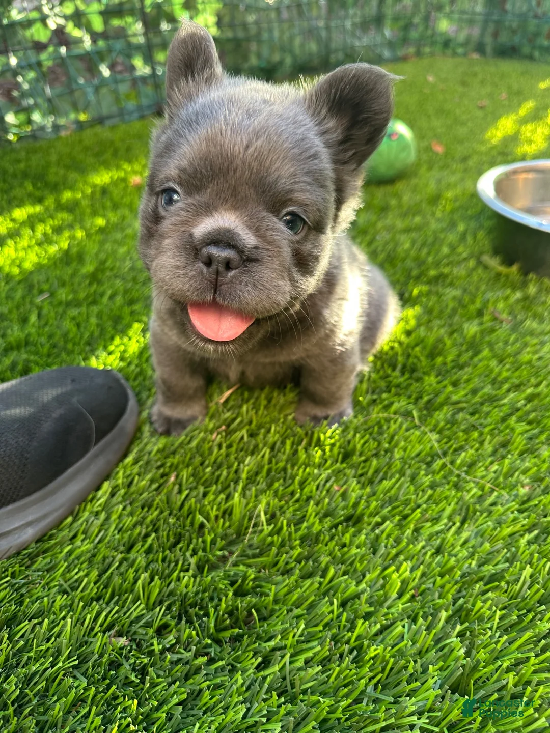 French Bulldog dogs for sale: Nathaniel - Ad 2