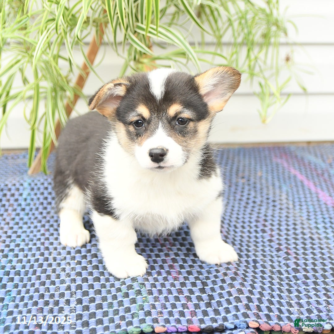 Welsh Corgi Pembroke dogs for sale: Sport - Ad 6