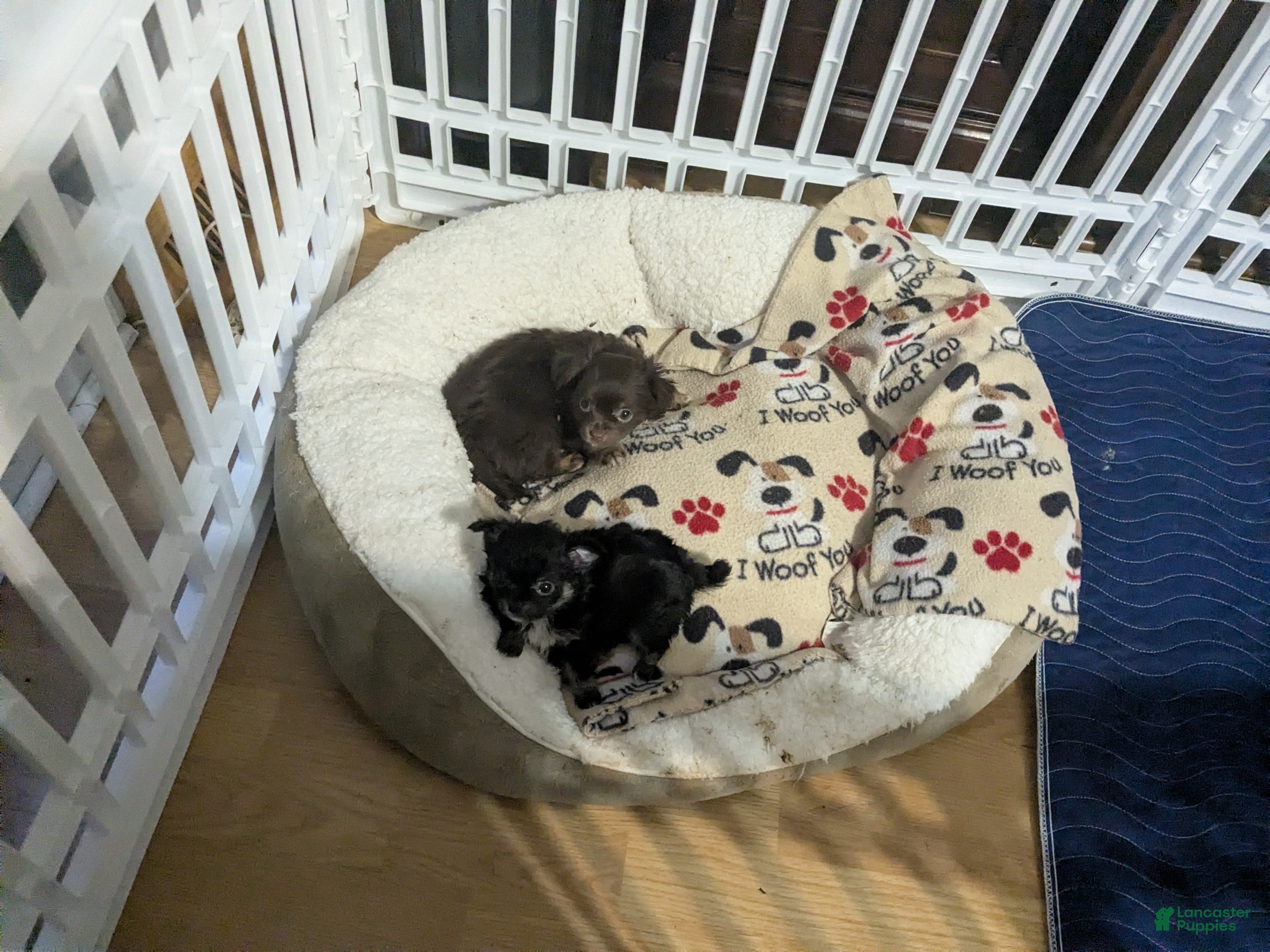 Chihuahua dogs for sale: Chihuahua Puppy 1 (coco- bear) - Ad 5