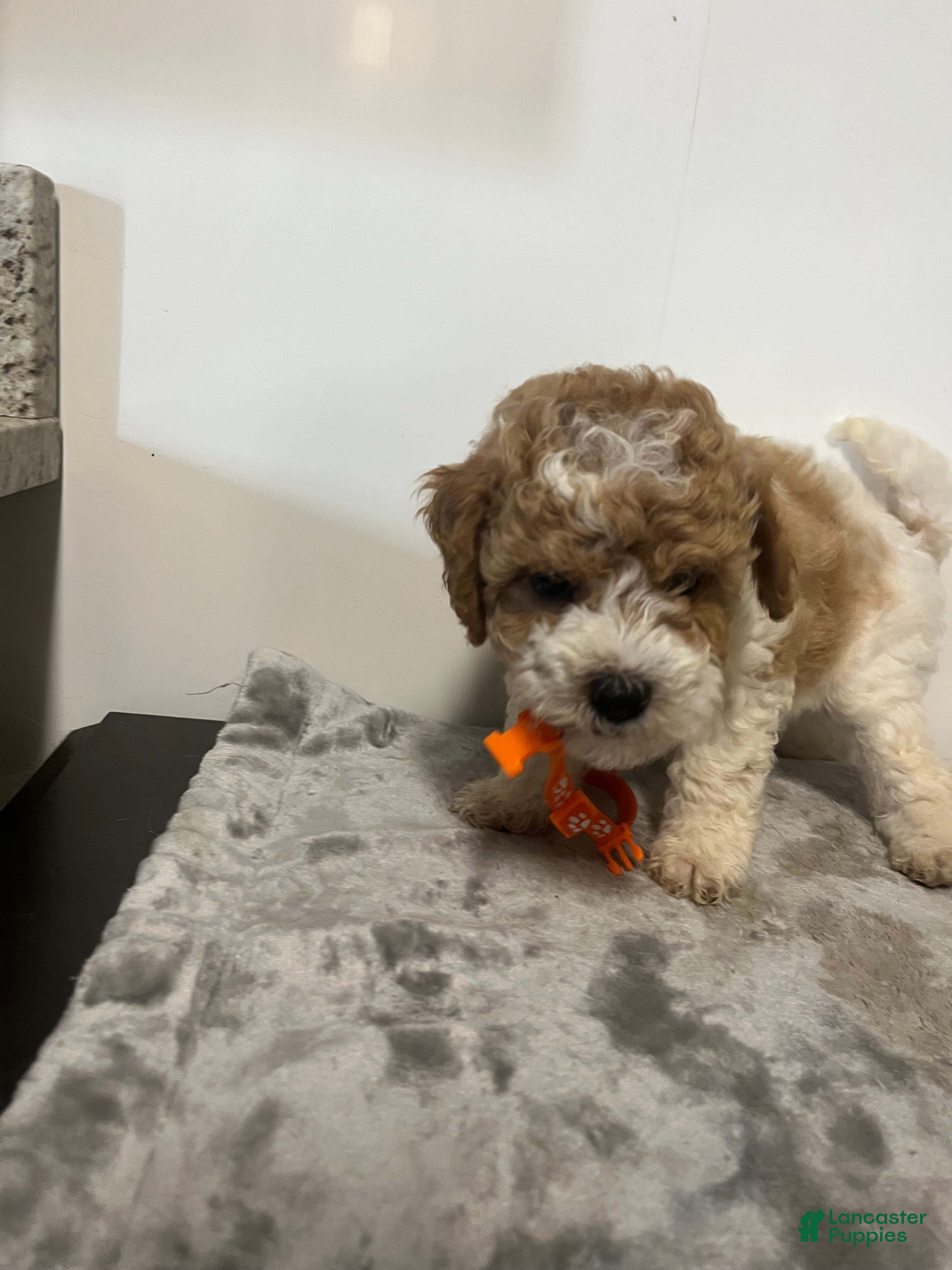 Cavapoo dogs John - Ad 2