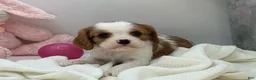 Cavalier King Charles Spaniel dogs for sale: Kate - Ad 1