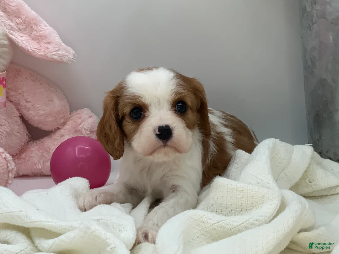 Cavalier King Charles Spaniel dogs for sale: Kate - Ad 1