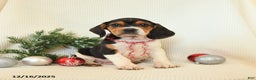 Beagle dogs for sale: Sterling - Ad 3