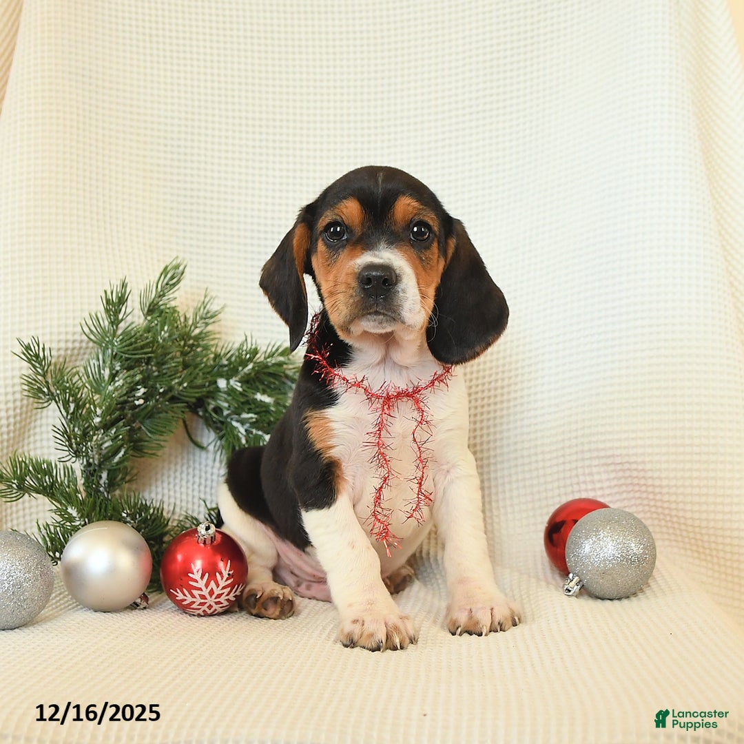 Beagle dogs for sale: Sterling - Ad 3
