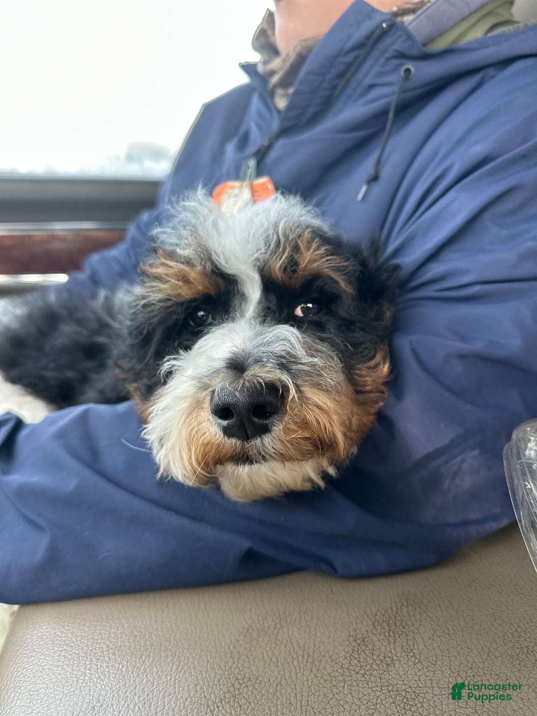 Standard Poodle dogs for sale: Cole - Ad 2