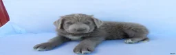 Newfoundland dogs for sale: Tucker - Ad 5