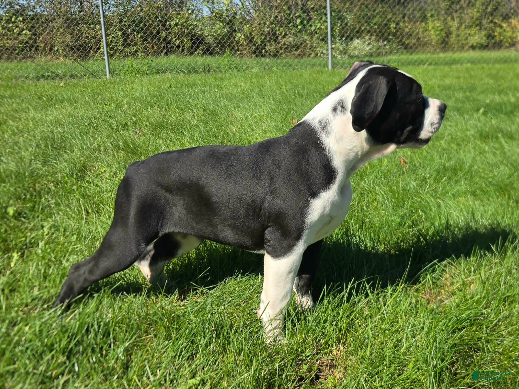 Olde English Bulldogge dogs Margaret - Ad 2