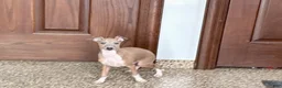 Italian Greyhound dogs for sale: Italian Greyhound Puppy 3 - Ad 6