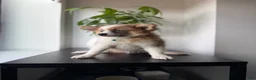 Pomeranian dogs for sale: Bluey - Ad 2
