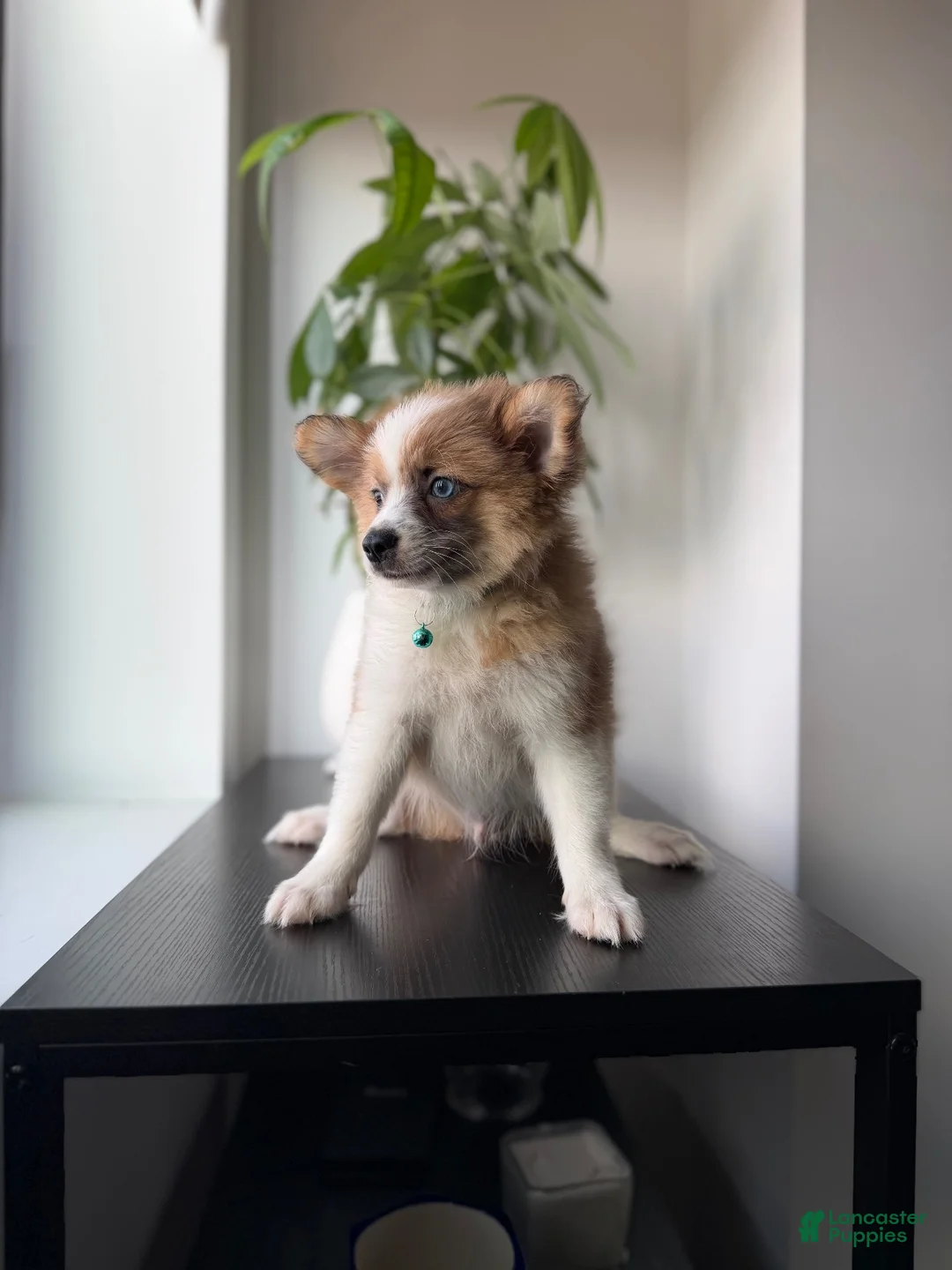 Pomeranian dogs for sale: Bluey - Ad 2