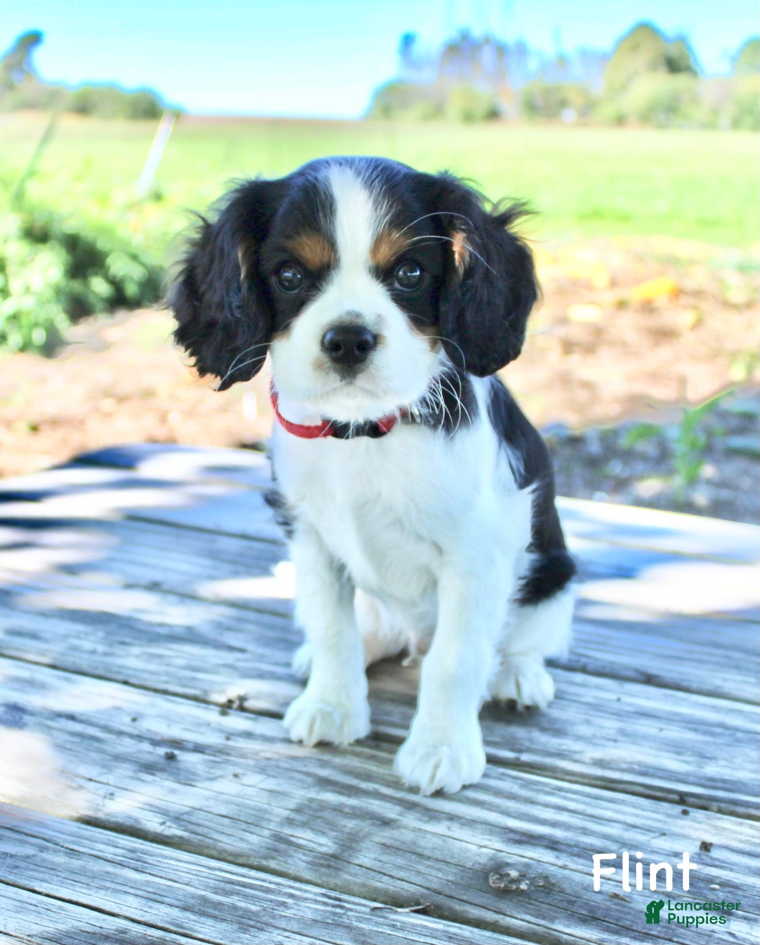 Cavalier King Charles Spaniel dogs Flint - Ad 10
