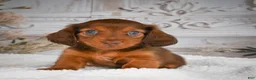 Miniature Dachshund dogs for sale: AKC-Drake - Ad 1