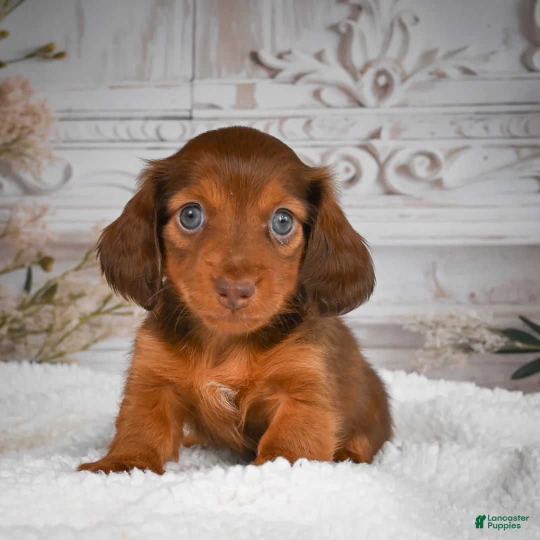 Miniature Dachshund dogs for sale: AKC-Drake - Ad 1