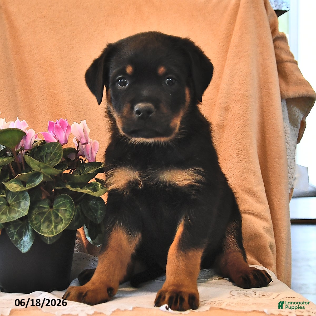 Rottweiler dogs Lily - Ad 1