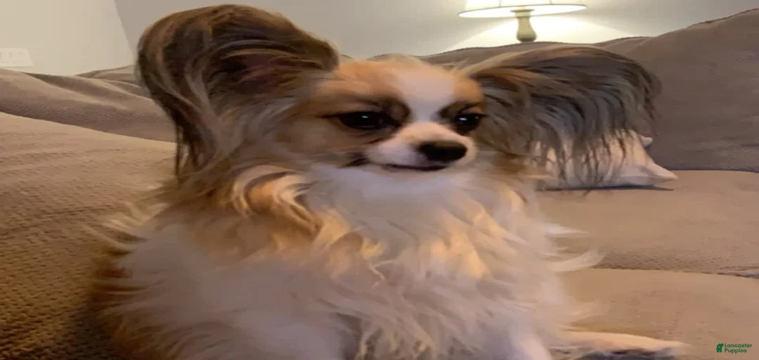 Gallery Image {{count}}