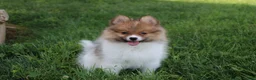 Pomeranian dogs for sale: Theo - Ad 20
