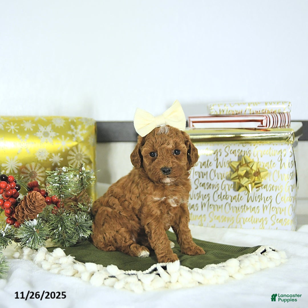 Toy Poodle dogs for sale: Ellie - Ad 7