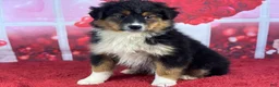 Miniature Australian Shepherd dogs for sale: Diane - Ad 3