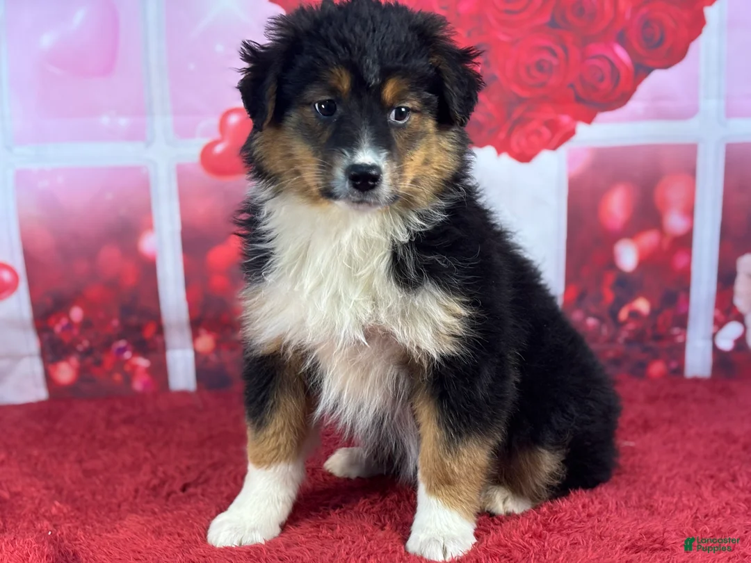 Miniature Australian Shepherd dogs for sale: Diane - Ad 3