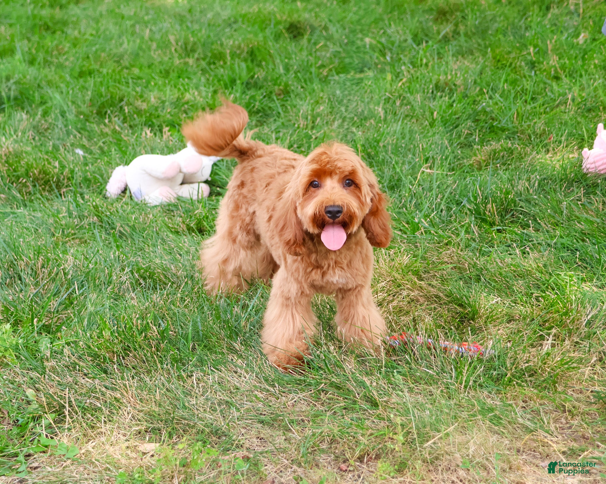 Cavapoo dogs Amore - Ad 1