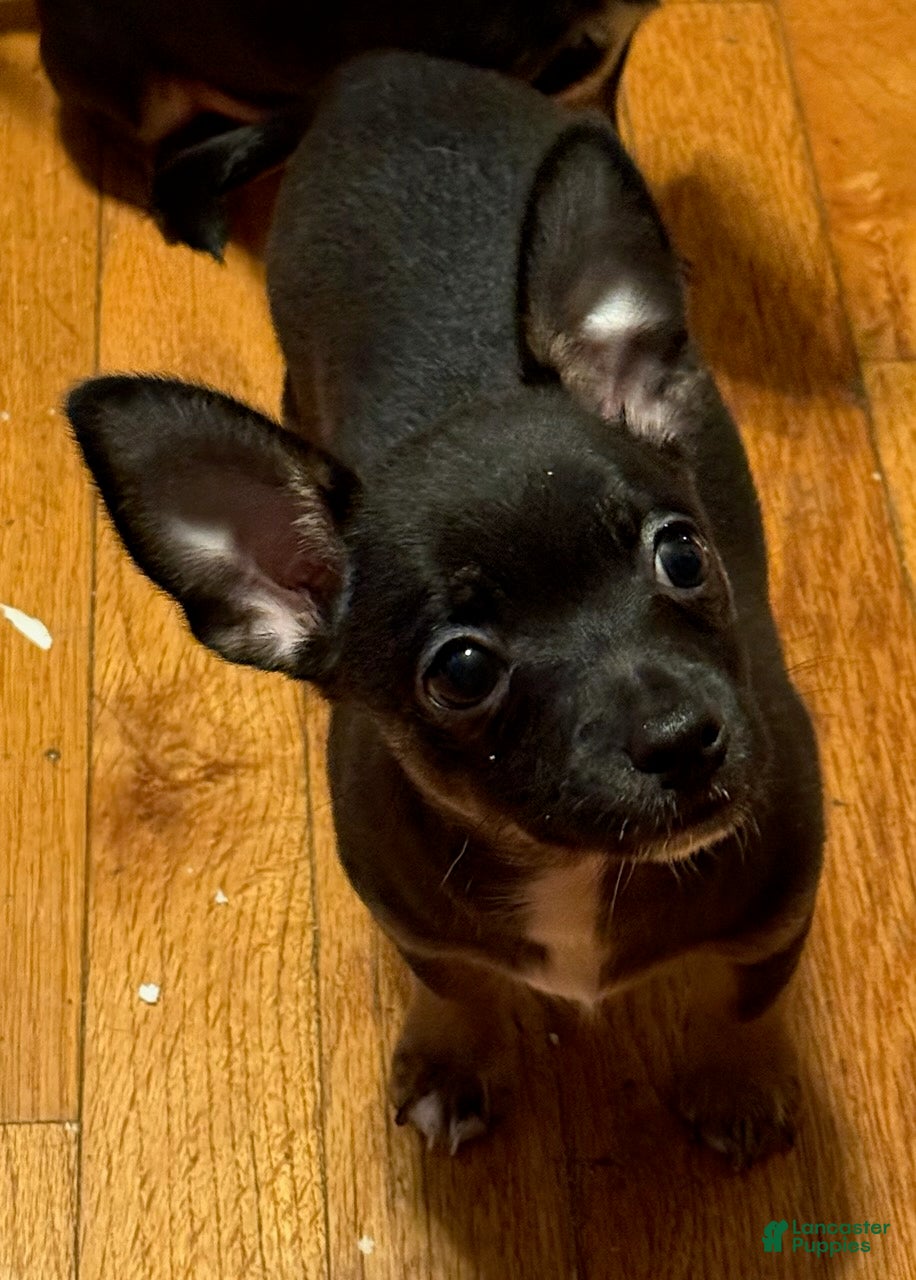 Chihuahua dogs Pierre - Ad 1