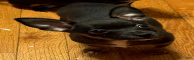 Pierre