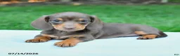 Miniature Dachshund dogs for sale: Daria - Ad 4