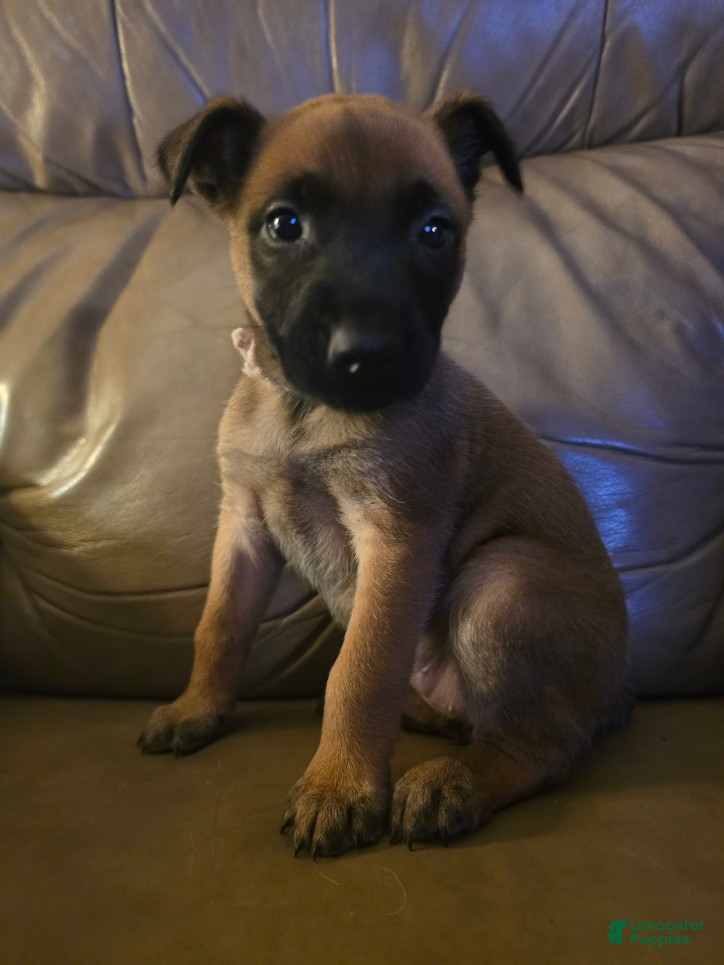 Belgian Malinois dogs Belgian Malinois 1 (light pink) - Ad 6