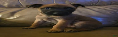 Belgian Malinois 1 (light pink)