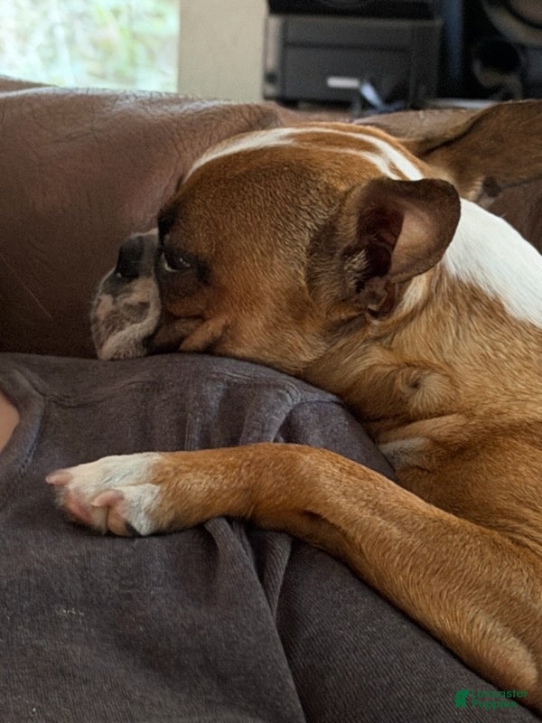 Boston Terrier dogs Peaches - Ad 2