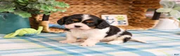Cavalier King Charles Spaniel dogs for sale: Kaiden  - Ad 5