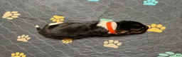 Basset Hound dogs for sale: Jose- orange - Ad 4