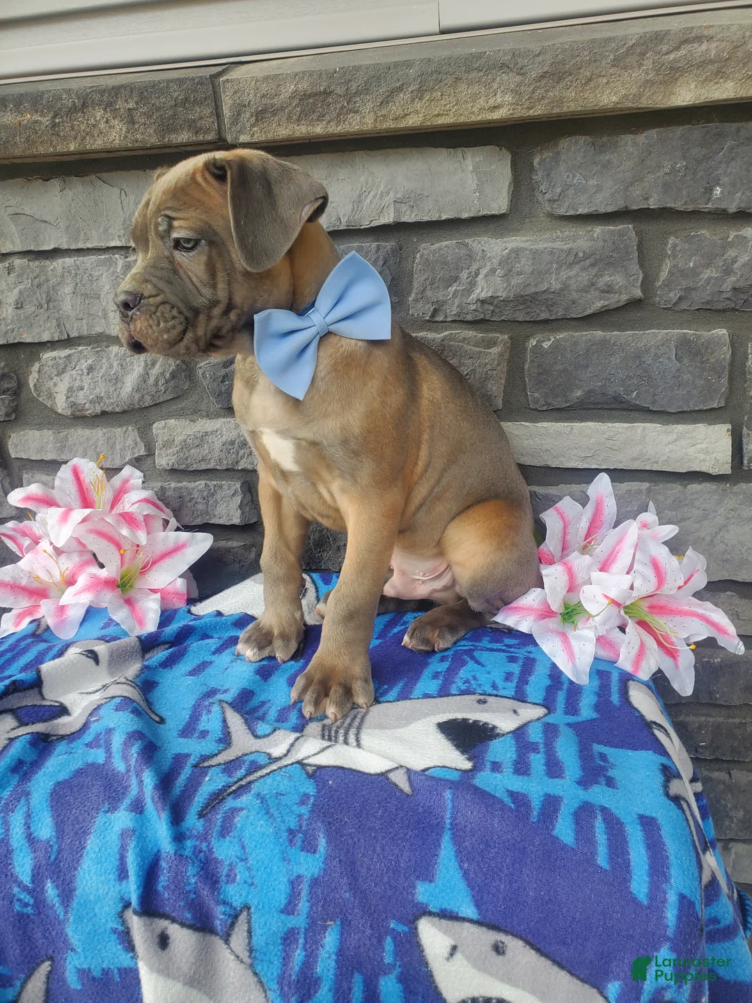 Cane Corso dogs for sale: Cane Corso Puppy 2 - Ad 2