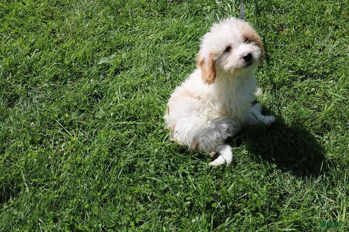 Mini Bernedoodle dogs Mini Bernedoodle 1 - Ad 1