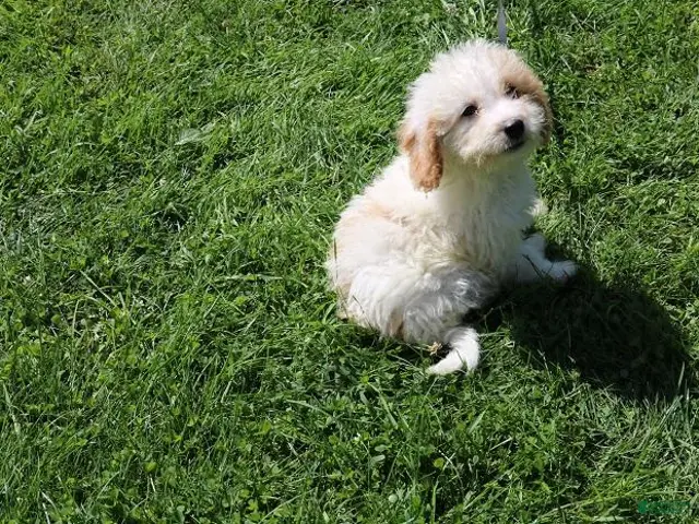 Mini Bernedoodle dogs for sale: Mini Bernedoodle 1 - Ad 1