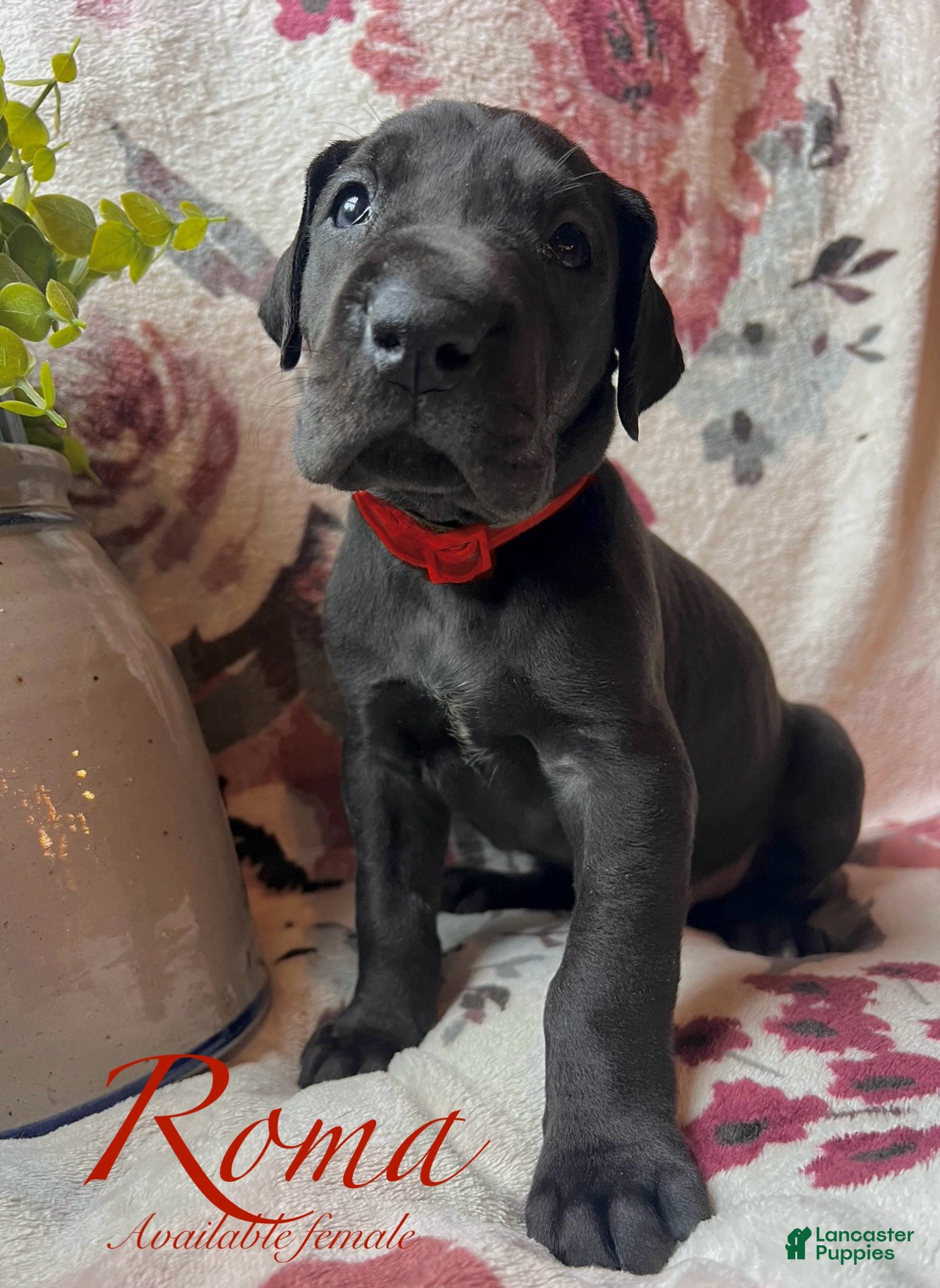 Great Dane dogs Roma - Ad 26
