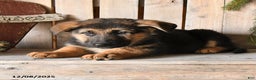 German Shepherd dogs for sale: Sawyer - Ad 4
