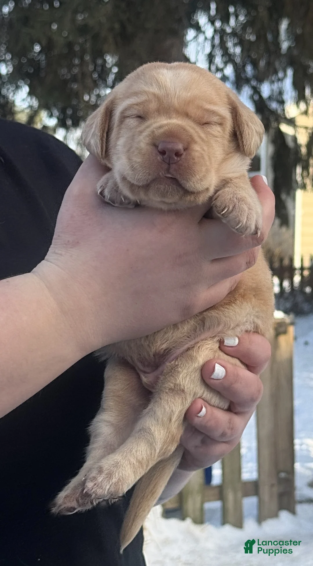 Labrador Retriever dogs for sale: Labrador Retriever Puppy 2 - Ad 12
