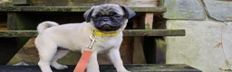 Pug dogs for sale: Bo - Ad 6