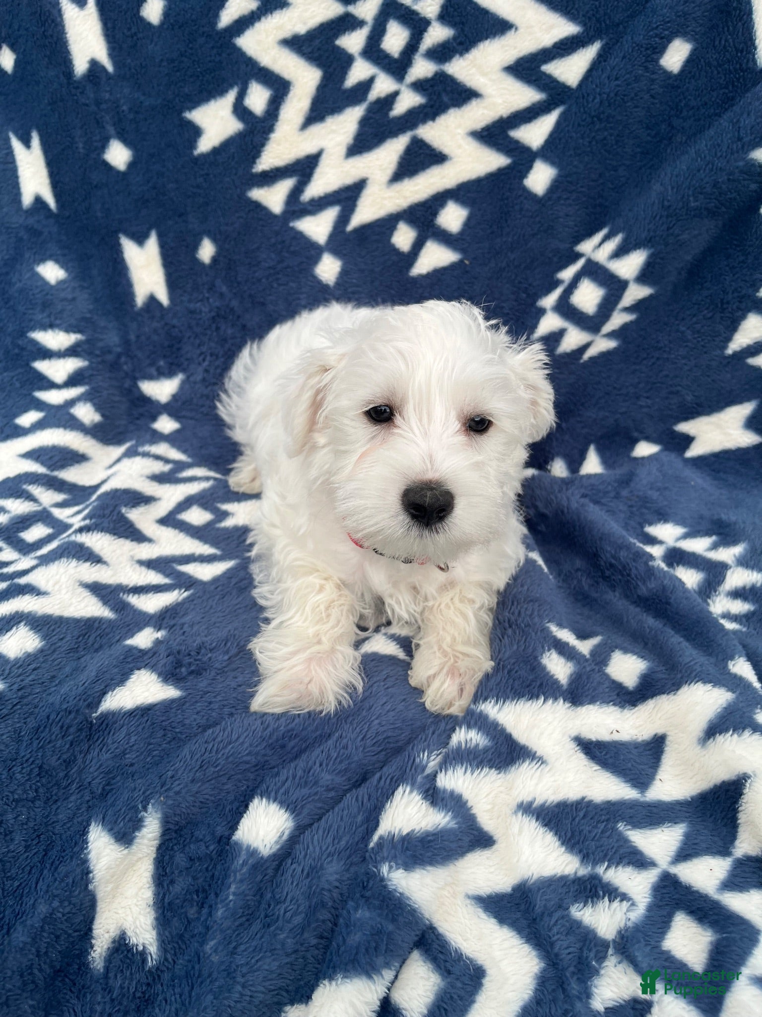 Miniature Schnauzer dogs for sale: AKC Daisy - Ad 4