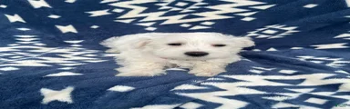 AKC Daisy