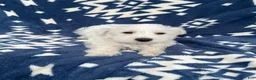 Miniature Schnauzer dogs for sale: AKC Daisy - Ad 1