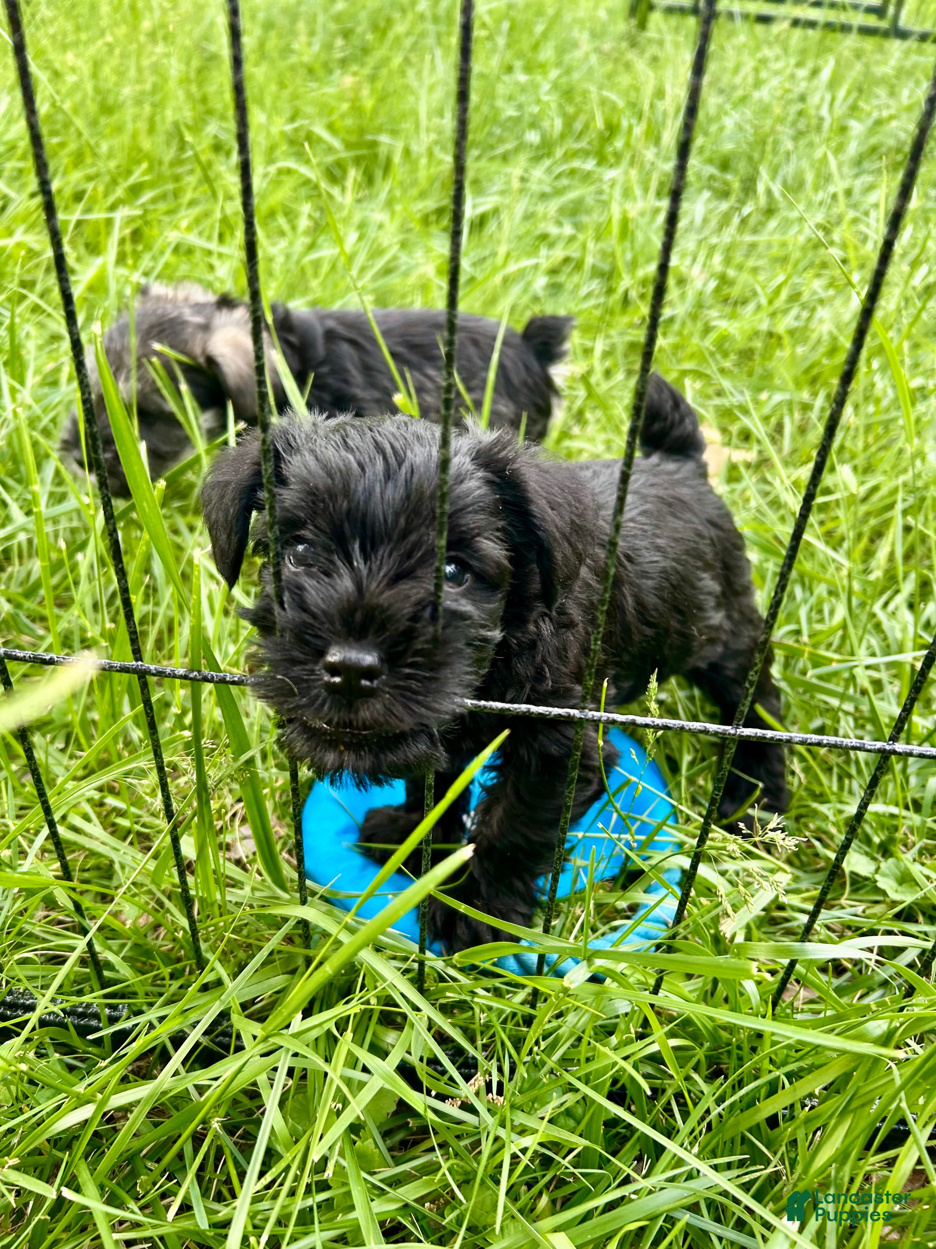 Miniature Schnauzer dogs for sale: "Owl" - Ad 1