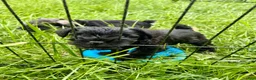 Miniature Schnauzer dogs for sale: "Owl" - Ad 1
