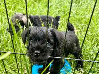 Miniature Schnauzer dogs for sale: "Owl" - Ad 1